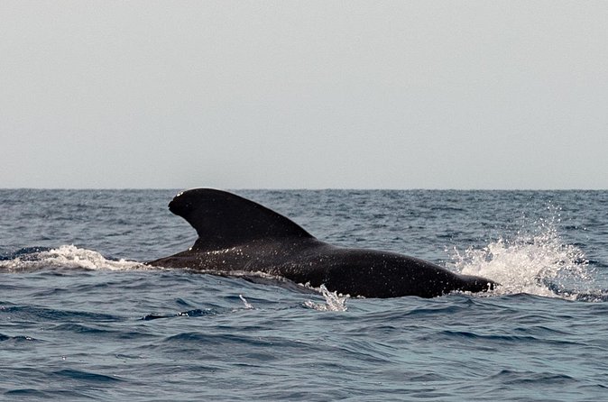 Marine Safari in La Ventana - A beach stop with ceviche and sandwiches