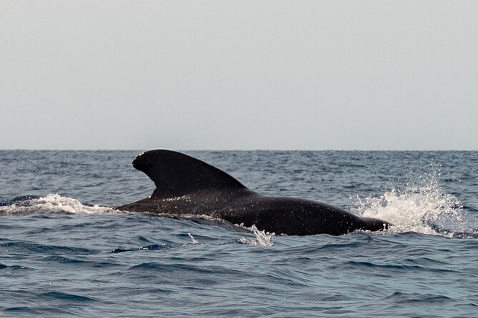 Marine Safari in La Ventana - Who should book this marine safari?
