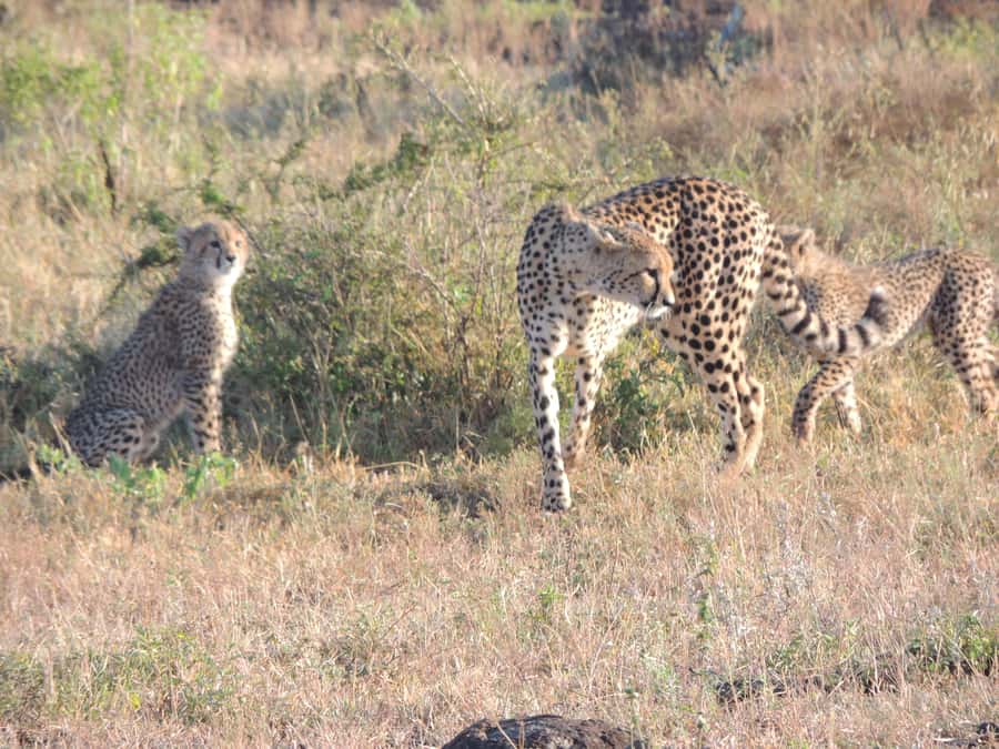Marloth Park: Kruger National Park Safari Game Drives - Key points at a glance