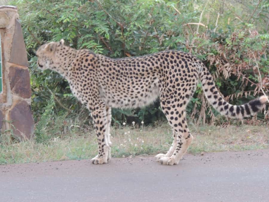 Marloth Park: Kruger National Park Safari Game Drives - Before sunrise in Marloth Park