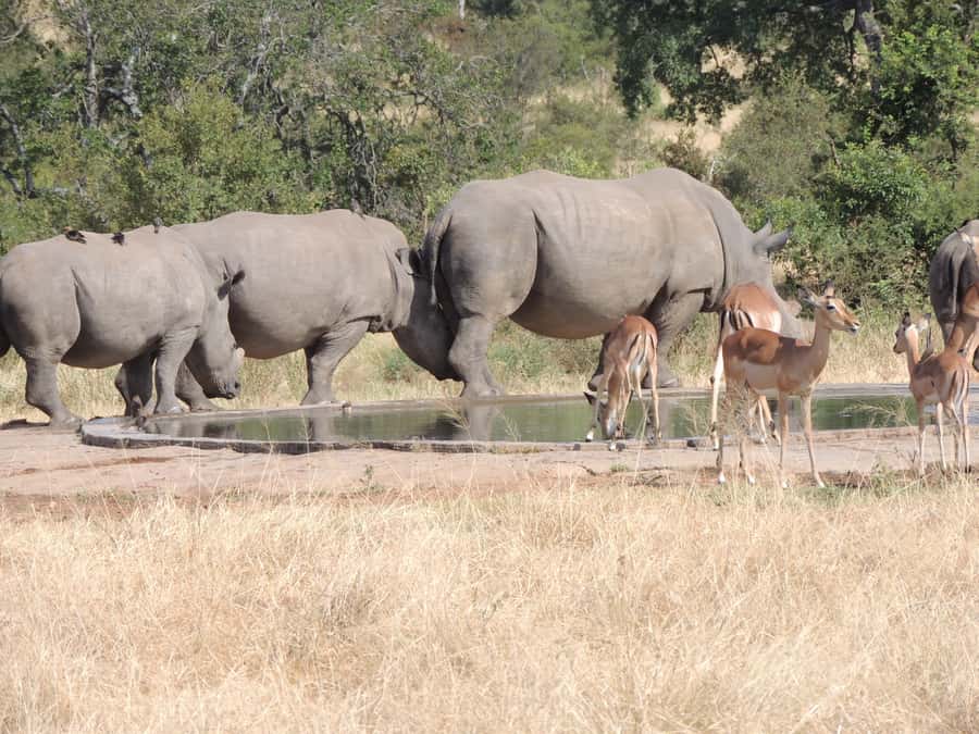 Marloth Park: Kruger National Park Safari Game Drives - Who will enjoy this Kruger drive