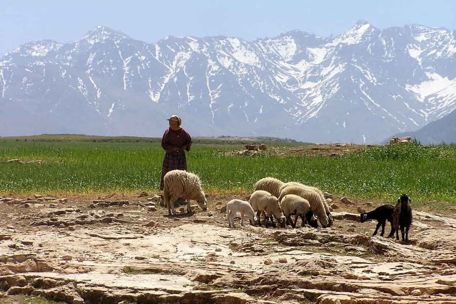 Marrakech: Atlas Mountains and Desert Safari with Lunch - Across Lalla Takerkoust and the Kik Plateau