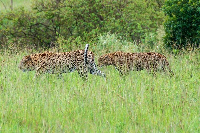 Masai Mara 3 Day Safari | Private 4WD Jeep Tour - From Nairobi to the Great Rift Valley