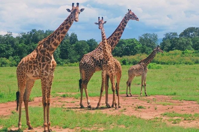 Masai Mara 3 Day Safari | Private 4WD Jeep Tour - Returning to Nairobi through the Rift Valley