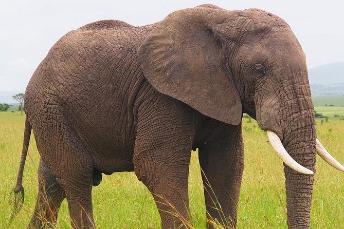 Masai Mara 3 Day Safari | Private 4WD Jeep Tour - Practical details before you go