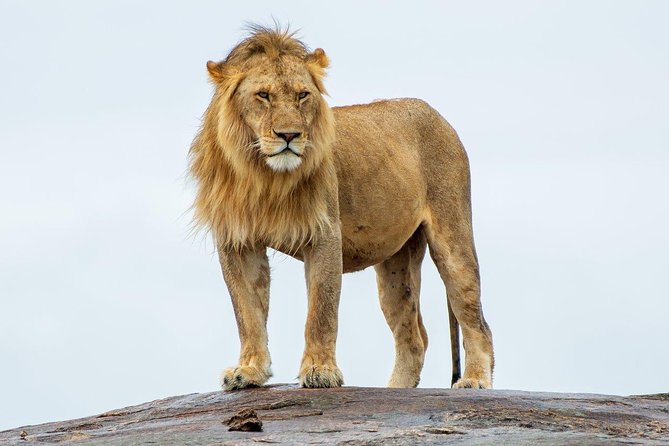 Masai Mara 3 Day Safari | Private 4WD Jeep Tour - Who should book this Maasai Mara safari?