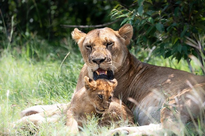 Masai Mara 3 Day Safari | Private 4WD Jeep Tour - A full day across the Mara plains