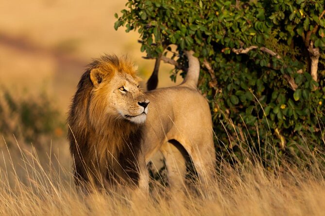 Masai Mara 3 Days Luxury Tented Safari - Key points to know before booking