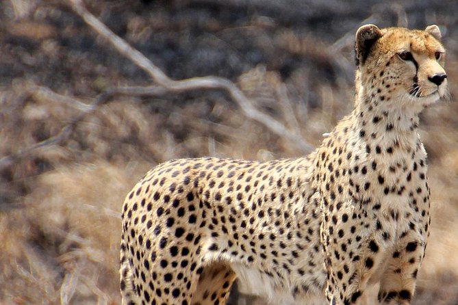 Masai Mara 3 Days Luxury Tented Safari - The guide matters more than the label