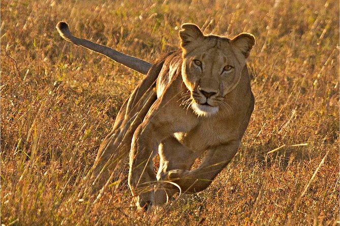 Masai Mara 3 Days Luxury Tented Safari - Day 2: Your best chance for extended wildlife watching