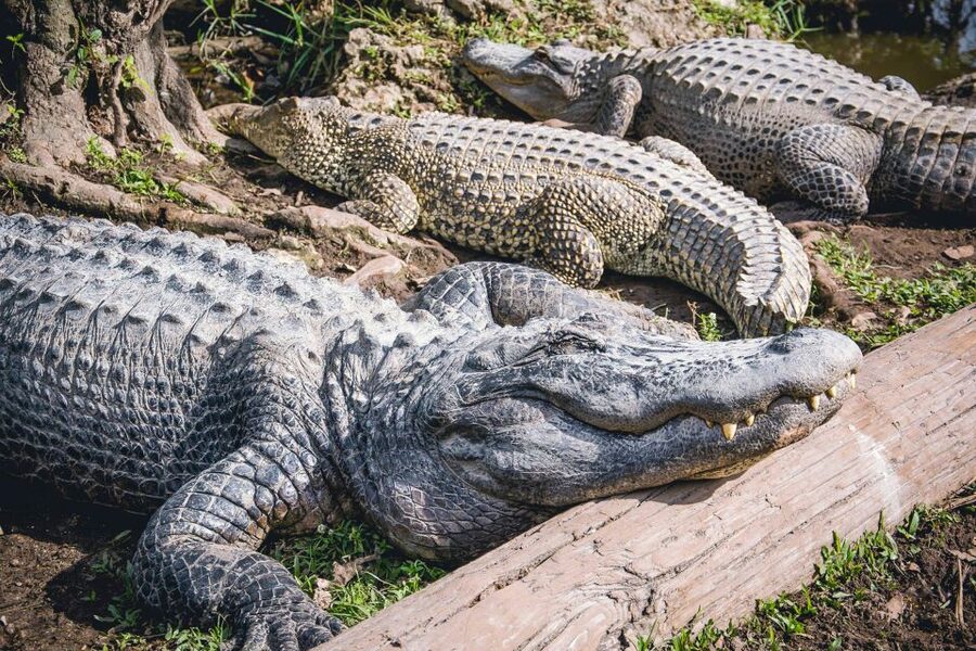 Miami: Everglades Safari Park Airboat Tour - Booking details that affect your day