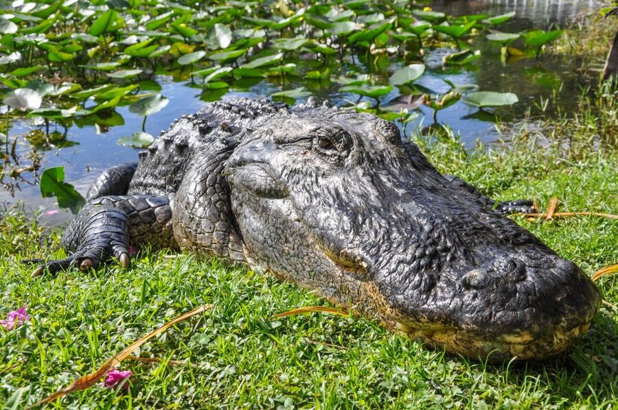 Miami: Everglades Safari Park Airboat Tour - The airboat ride through the Everglades