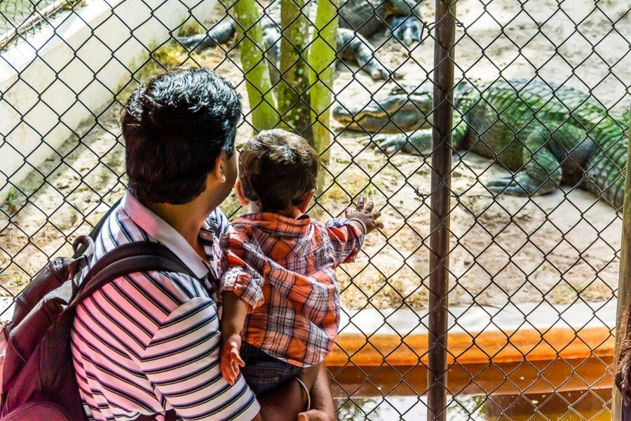 Miami: Everglades Safari Park Airboat Tour - Walking the Jungle Trail and viewing the park exhibits