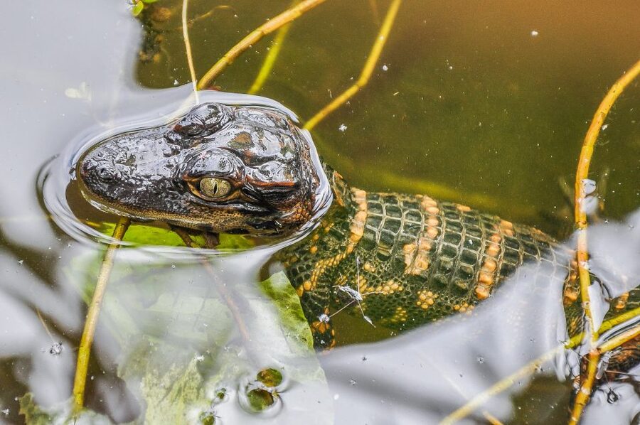 Miami: Everglades Safari Park Airboat Tour - Who will enjoy this most?