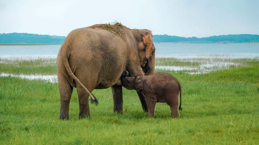 Minneriya: Minneriya National Park Private Evening Safari - Why Minneriya’s elephants are the main event