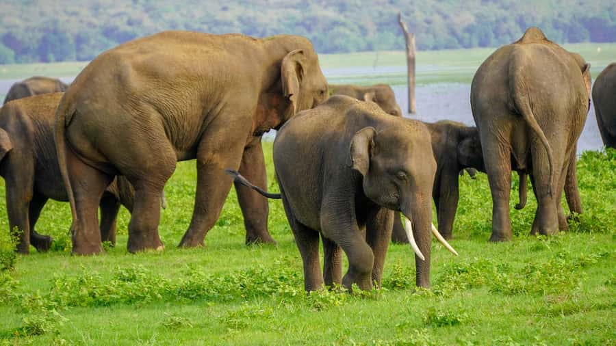 Minneriya: Minneriya National Park Private Evening Safari - Why the afternoon departure can work well