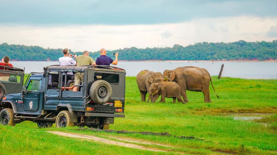 Minneriya: Minneriya National Park Private Evening Safari - The animals beyond the elephants