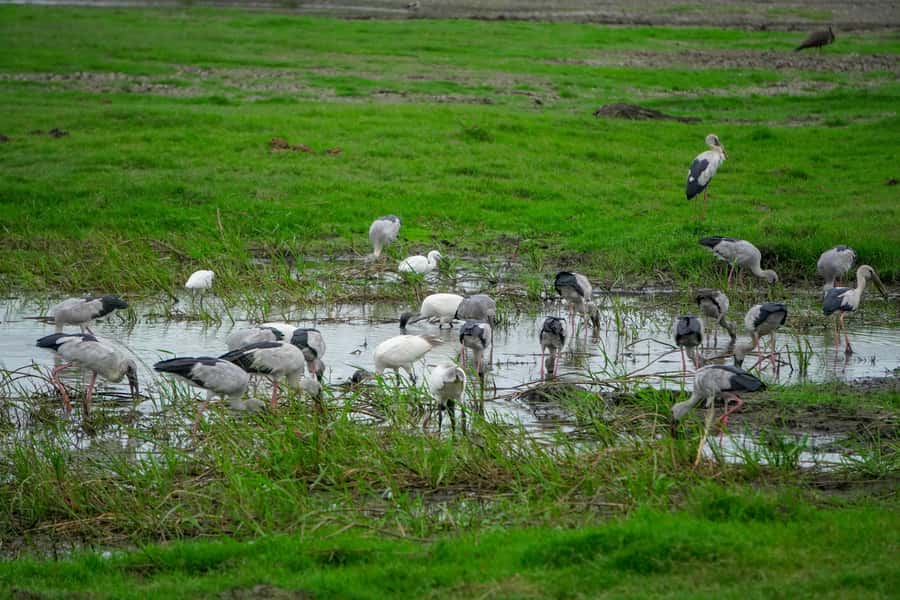 Minneriya: Minneriya National Park Private Evening Safari - What the $41 price really covers