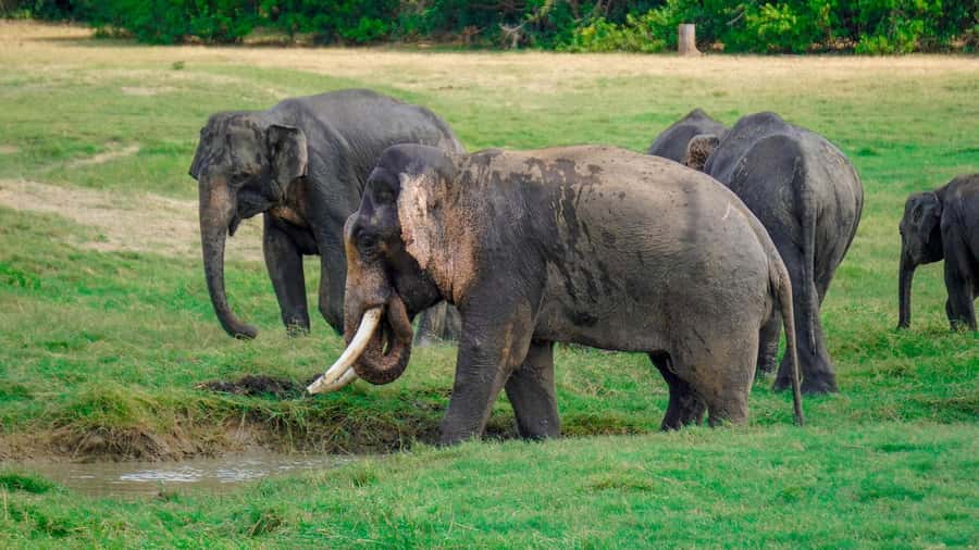 Minneriya: Minneriya National Park Private Evening Safari - Who will get the most from this safari