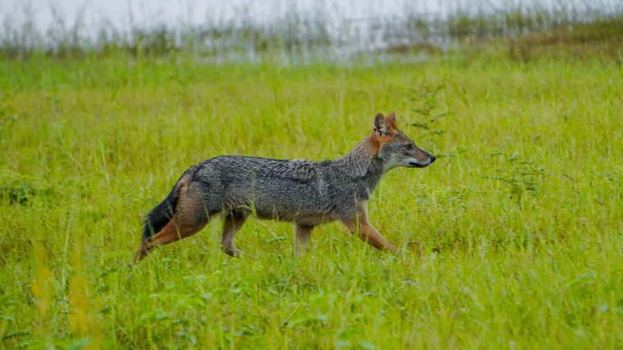 Minneriya: Minneriya National Park Private Evening Safari - What to pack for the open jeep
