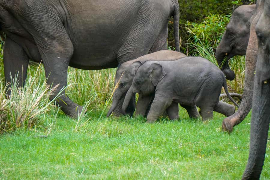 Minneriya: Minneriya National Park Private Evening Safari - Booking, payment, and cancellation details