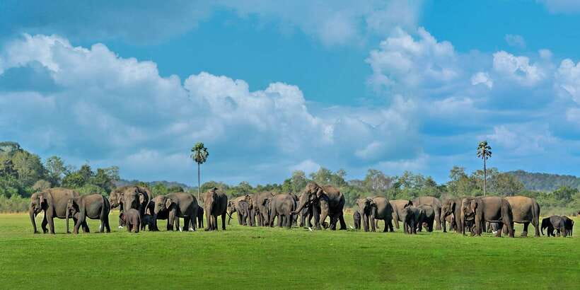 Minneriya: Minneriya National Park Private Safari - Why Minneriya’s elephant gathering matters