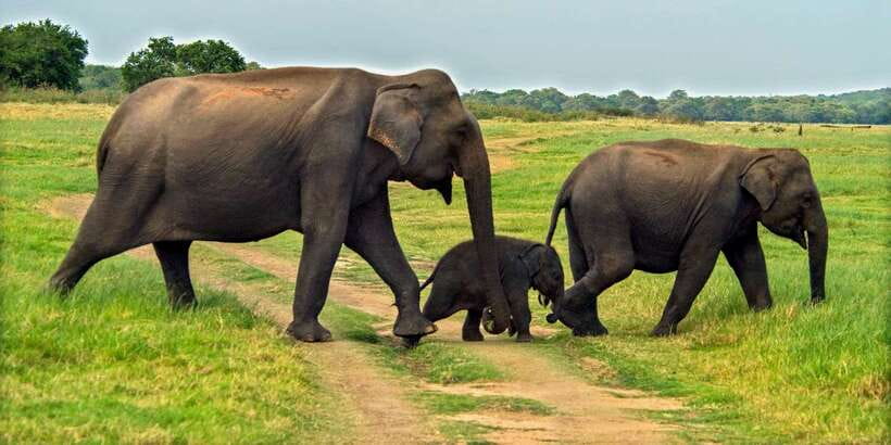Minneriya: Minneriya National Park Private Safari - A three-hour route built around animal sightings