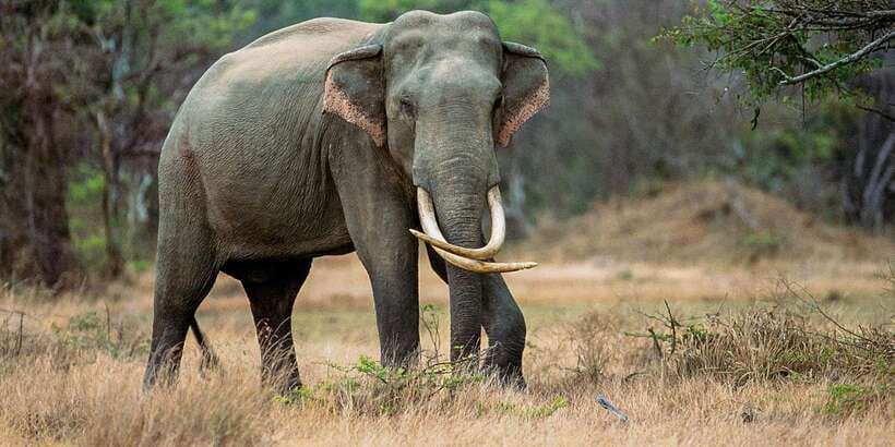 Minneriya: Minneriya National Park Private Safari - Birds, monkeys, deer, and smaller surprises