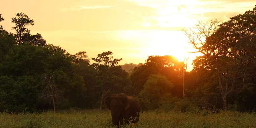 Minneriya: Minneriya National Park Private Safari - Why the private jeep is worth considering