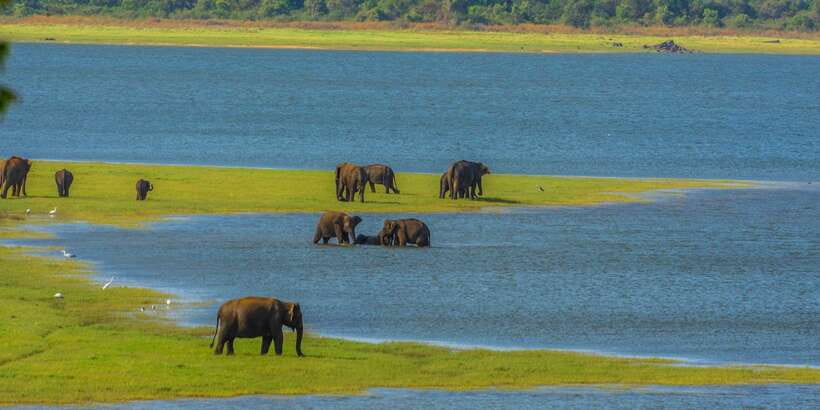 Minneriya: Minneriya National Park Private Safari - Minneriya, Kaudulla, or Hurulu Eco Park