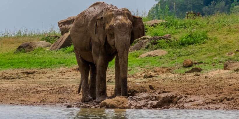Minneriya: Minneriya National Park Private Safari - Timing your safari for better conditions