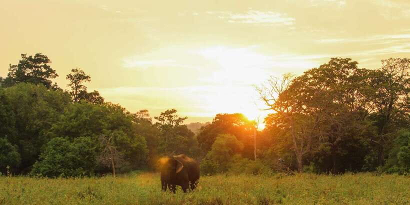 Minneriya: Minneriya National Park Private Safari - What to bring and what to expect