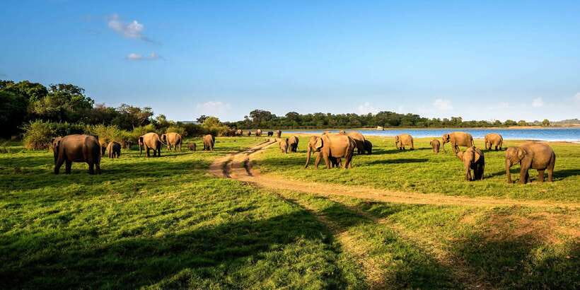 Minneriya: Minneriya National Park Private Safari - The elephants are the main event