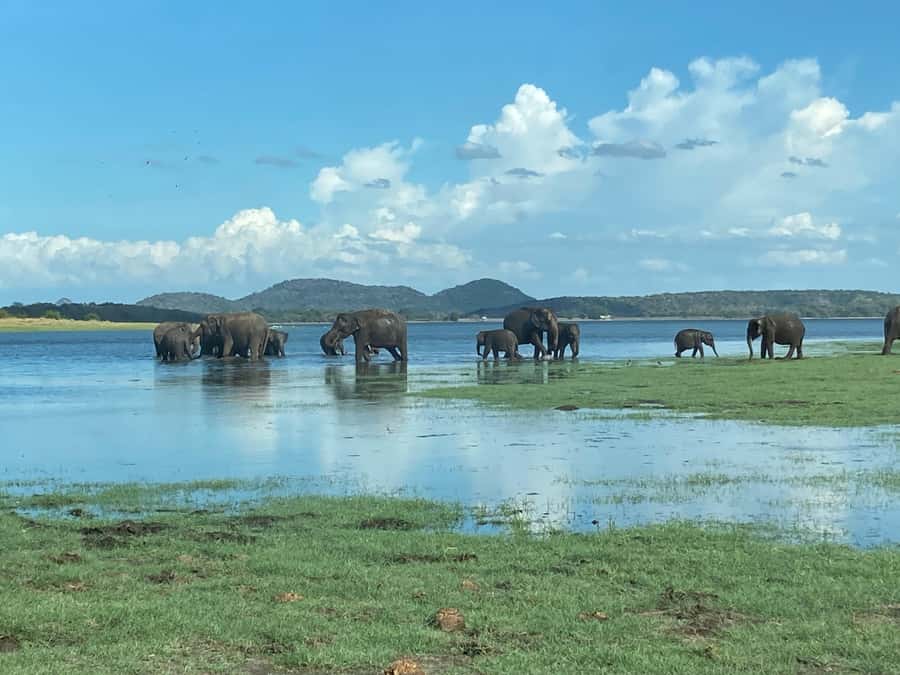 Minneriya National Park 4x4 jeep Safari Include Entrance Fee - Key points before you book