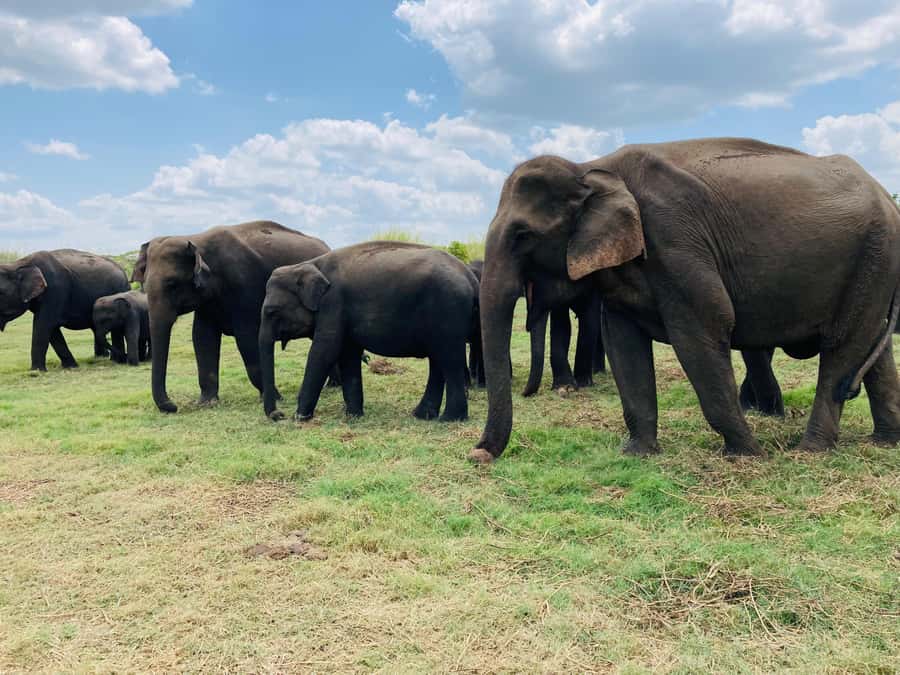 Minneriya National Park 4x4 jeep Safari Include Entrance Fee - Why Minneriya’s elephants make this safari special