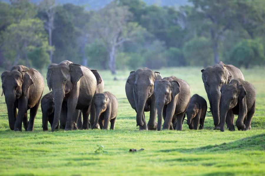 Minneriya National Park 4x4 jeep Safari Include Entrance Fee - Checking in at Minneriya’s park entrance