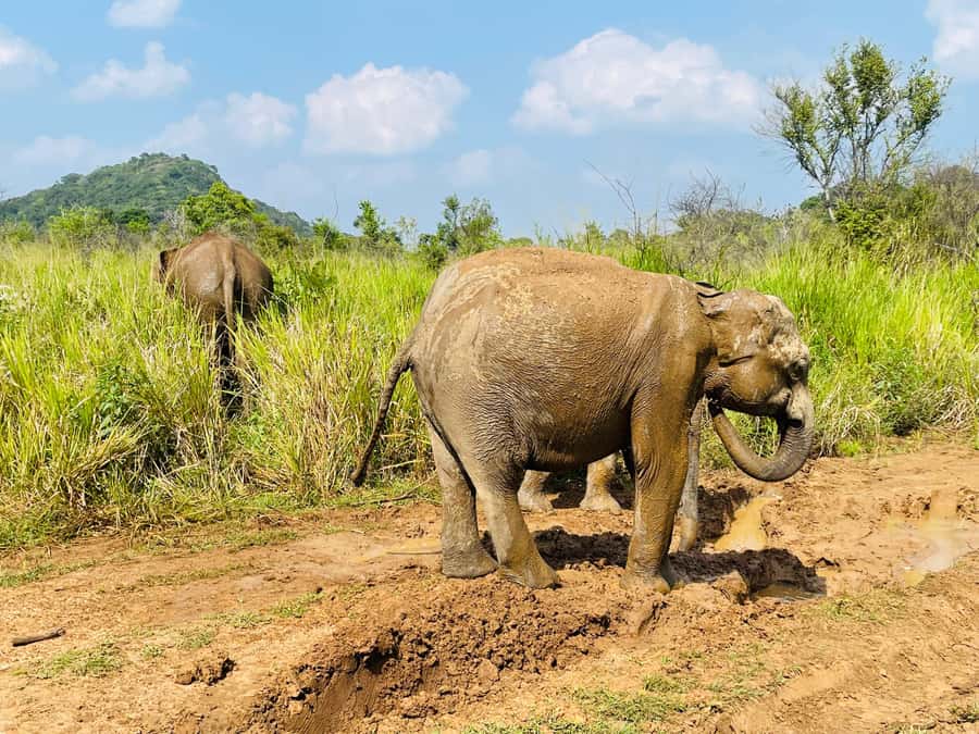 Minneriya National Park 4x4 jeep Safari Include Entrance Fee - Three to three and a half hours among grasslands, wetlands, and forest