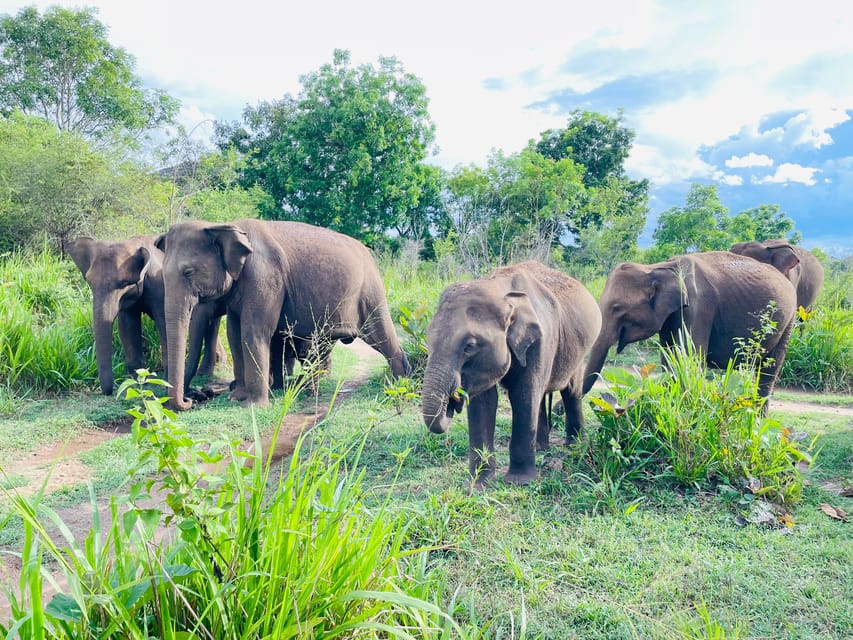 Minneriya National Park 4x4 jeep Safari Include Entrance Fee - What else you might see besides elephants