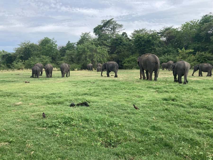Minneriya National Park 4x4 jeep Safari Include Entrance Fee - The possibility of switching to Kaudulla National Park
