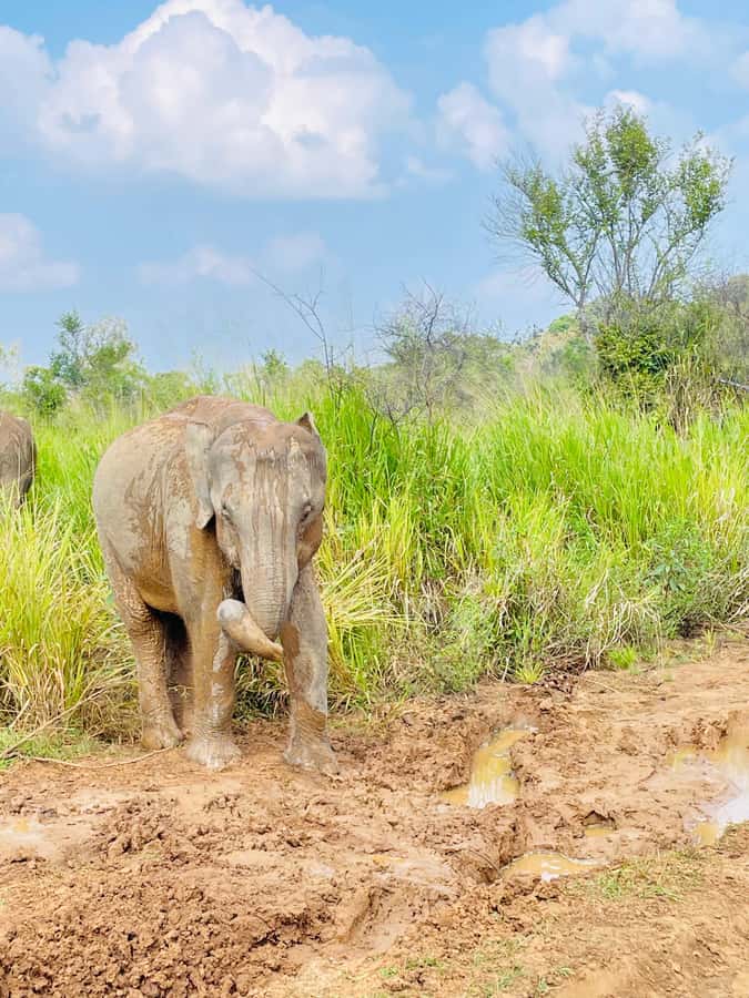 Minneriya National Park 4x4 jeep Safari Include Entrance Fee - Safety, comfort, and responsible wildlife watching