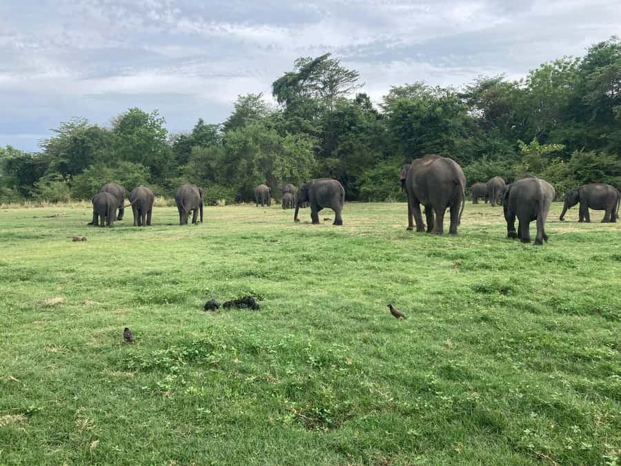 Minneriya National Park 4x4 jeep Safari Include Entrance Fee - Who will get the most from this safari