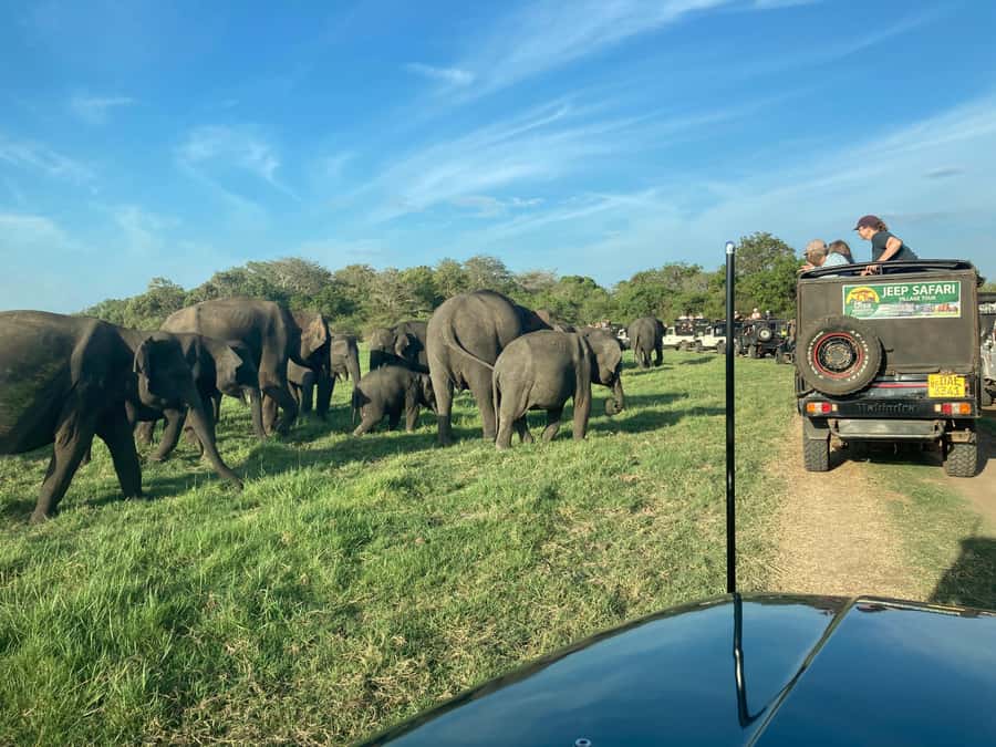 Minneriya National Park 4x4 jeep Safari Include Entrance Fee - A private jeep from Habarana or Sigiriya