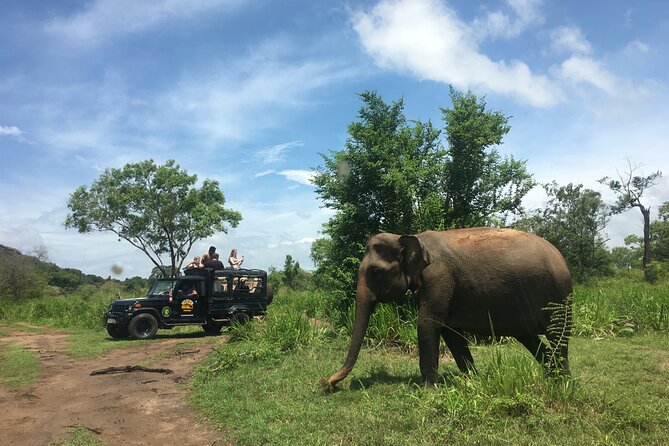 Minneriya National Park halfday Safari - The other wildlife you might see