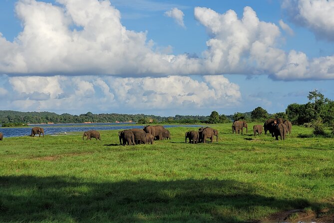 Minneriya National Park halfday Safari - The elephant gathering and the Jeep crowds