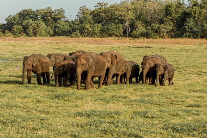 Minneriya National Park | Private Safari - The 2:30 pm start and the three-hour route