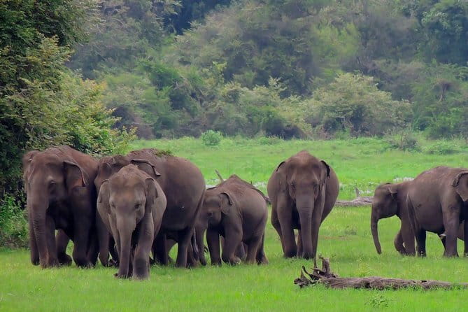 Minneriya National Park | Private Safari - What the driver and tracker add