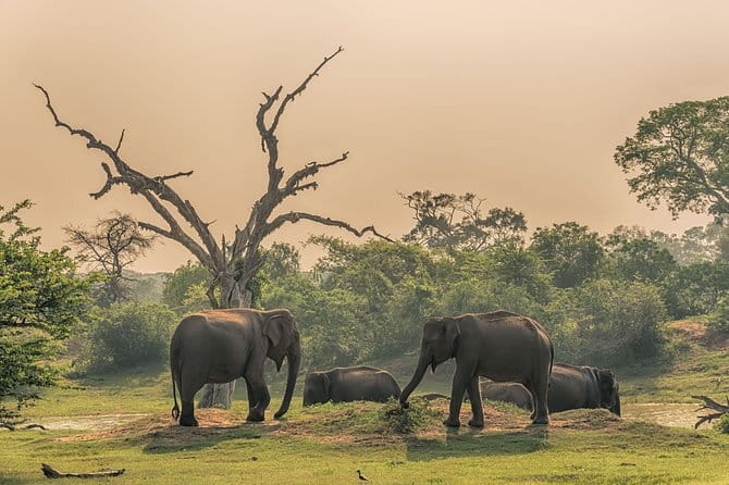 Minneriya National Park | Private Safari - What you may see beyond the elephants