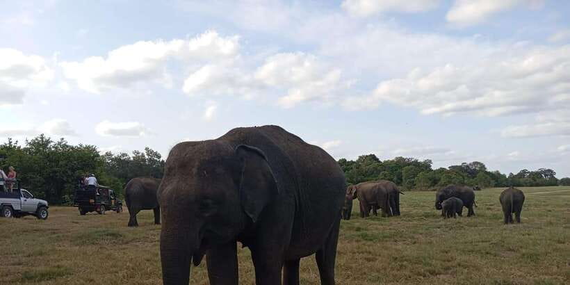 Minneriya National Park Safari - Entrance Fee Included - Who will like this safari most