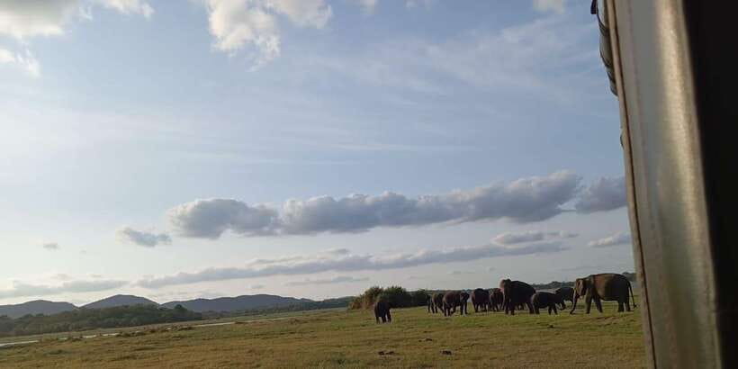 Minneriya National Park Safari - Entrance Fee Included - Inside Minneriya National Park for about 3.5 hours