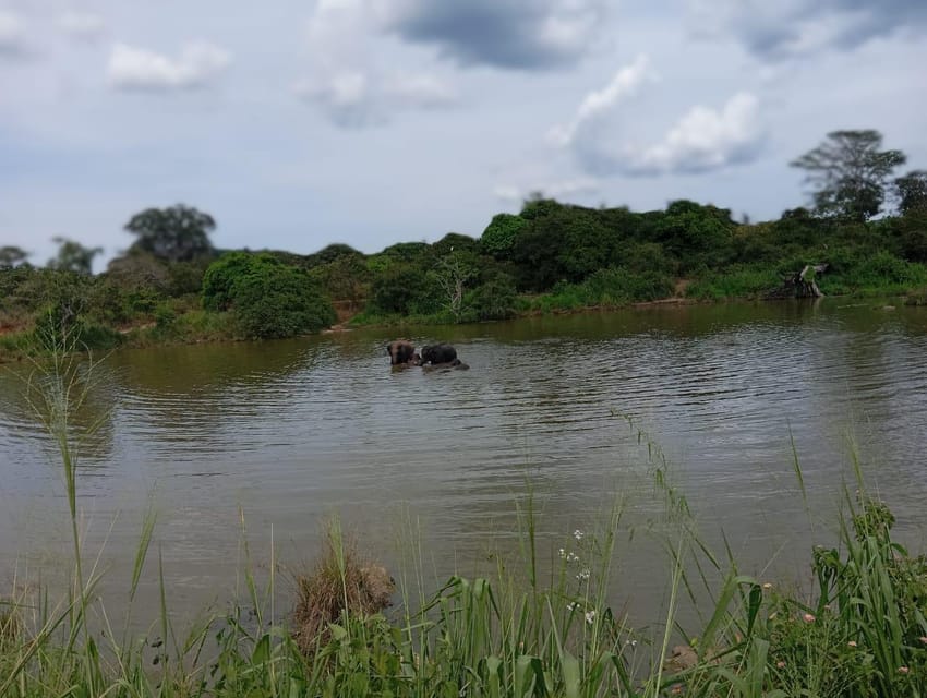 Minneriya National Park Safari - Entrance Fee Included - Forest, grassland, wetlands, and the tank